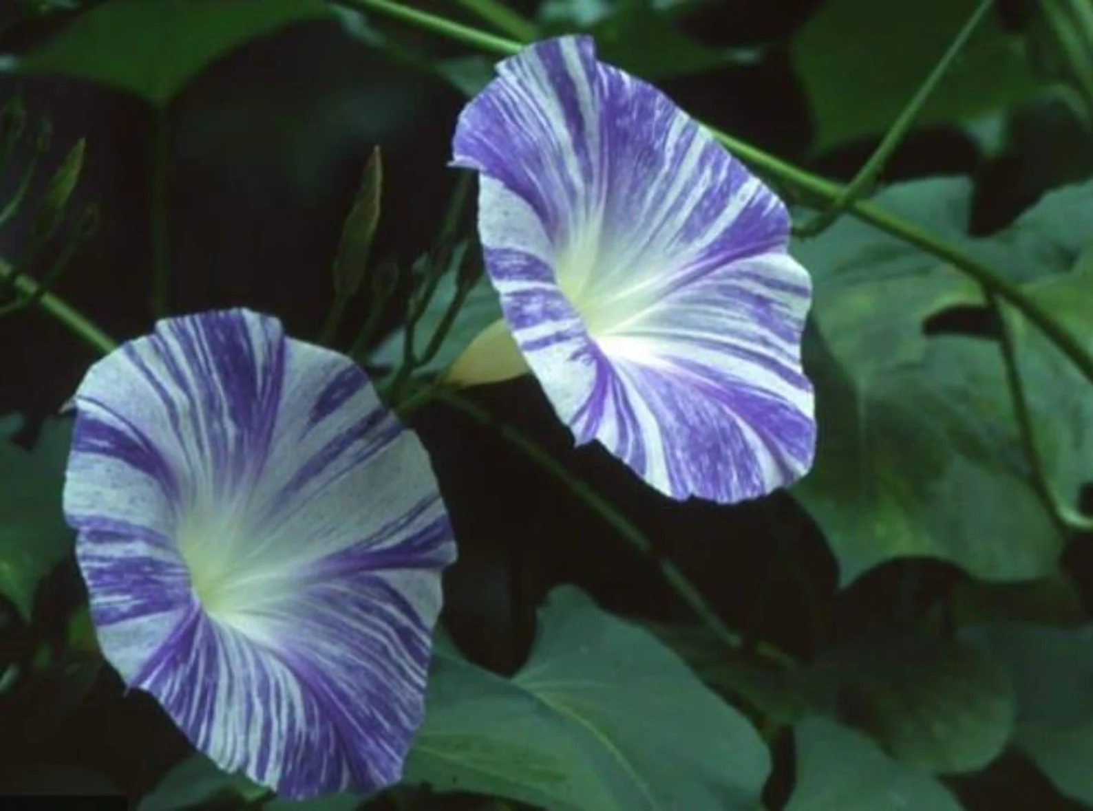 Flying Saucer Morning Glory